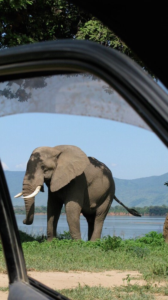 imgi_17_vertical shot elephant opened car door foreground mana pools national park zimbabwe_181624 46564